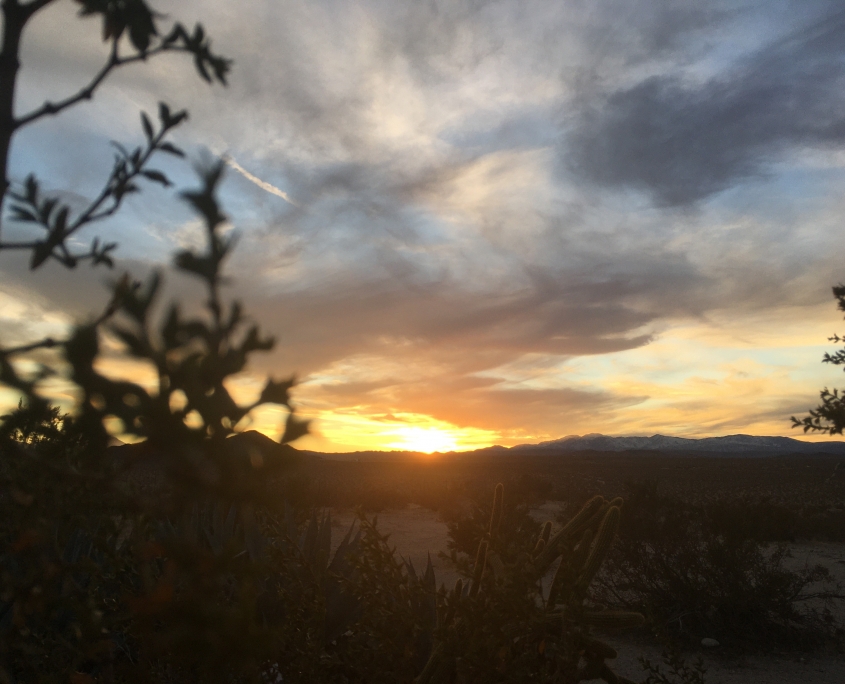 Joshua Tree
